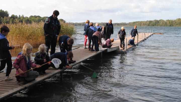 Ulve på tur til Bavnen