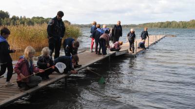 Ulve på tur til Bavnen